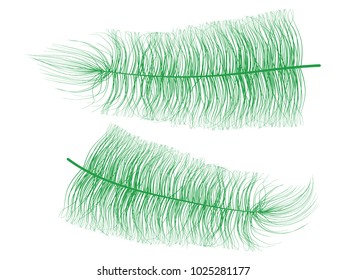 Feather. Beautiful Hand Drawn Beard Feather. Green Feather Isolated. Fluff. Feather for Wallpaper, Illustration, Carnival, Masquerade, Invitation, Paper, Textile. Decoration Element for Your Design.