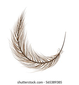 feather bird brown on a white background.