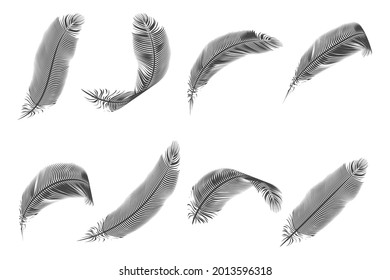 Feather bird design decoration isolated vector illustration