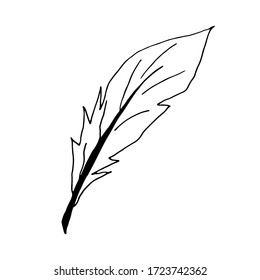 Feather of a bird. Hand linear drawing. Black lines on a white background. Vector illustration