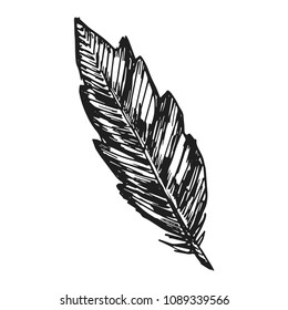 feather bird icon vector sketch. hand insulated drawing.