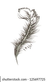 feather of a bird. vector