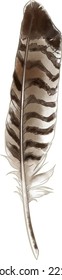 A feather bird watercolor vector drawing made by hand. Realistic bird feathers. 