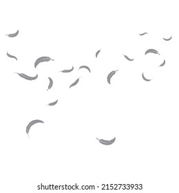 feather blowing wind  background  illustration vector template design