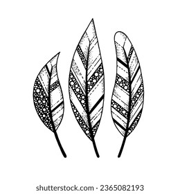 Feather boho vector. Indian tribal art. Dream catcher ethnic design element. Gipsy tatoo poster. Dreamcatcher hand drawn plumes tattoo. Aztec witch bird feather with geometric  style Boho ornament