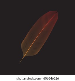 Feather. Dark background.