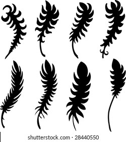 feather detailed illustration isolated on white