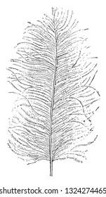 Feder mit unscharfem Grill, die als zerbrochene Feder bezeichnet wird, Of the Marabout, vintage gravierte Illustration. Von Zoologieelementen aus Paul Gervais.
