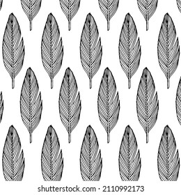 Feather drawing background on simple white background