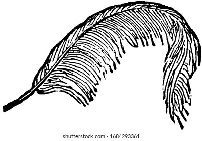Feather generally formed each of a central quill, vintage line drawing or engraving illustration.