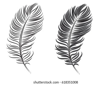 feather graphic style vector illustration isolated on white