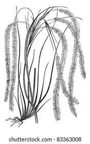 Feather grass or Stipa pennata, vintage engraving. Old engraved illustration of Feather grass isolated on a white background.  Trousset encyclopedia (1886 - 1891).