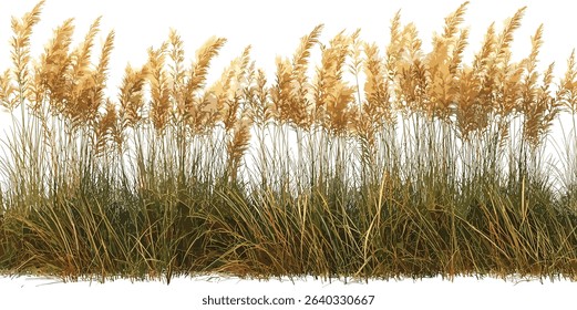 Feather grass vector, prairie floral cutout, wild meadow elements, isolated feather plant, dry grass stem, decorative grass design, boho foliage, rustic ornament, field flora
