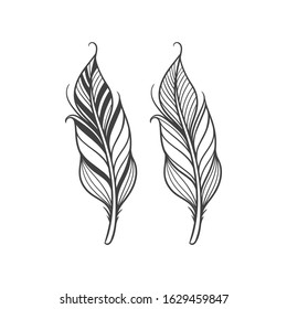 Feather hand draw vector Illustration
