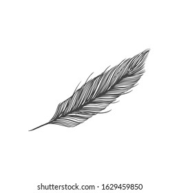 Feather hand draw vector Illustration