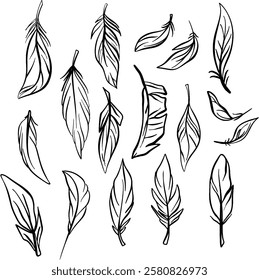 Feather hand drawn. Different forms of feathers with doodle style drawing