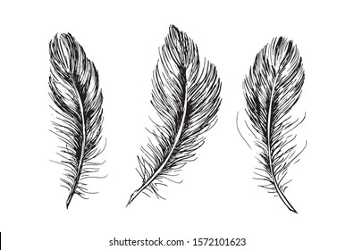 Feather hand drawn on white background