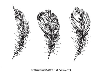 Feather hand drawn on white background