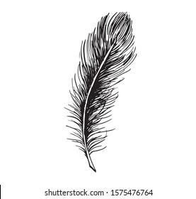 Feather Hand Drawn On White Background