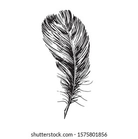 Feather hand drawn on white background