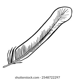Feather hand drawn. Sketch plumage decoration drawing picture. Vector illustration.