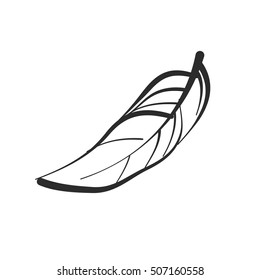Feather. Hand drawn, stylized, peacock feather on a white background. Vector illustration. 