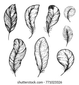 Feather hand drawn vector illustration. Sketch collection. Engraved style set.