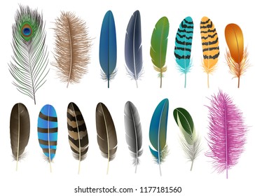 Feather icon set. Realistic set of feather vector icons for web design isolated on white background