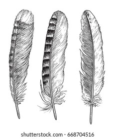 Feather illustration, drawing, engraving, ink, line art, vector