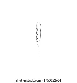 
Feather ilustration  logo vector template

