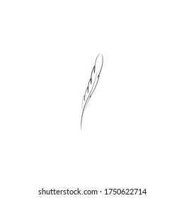 
Feather ilustration  logo vector template

