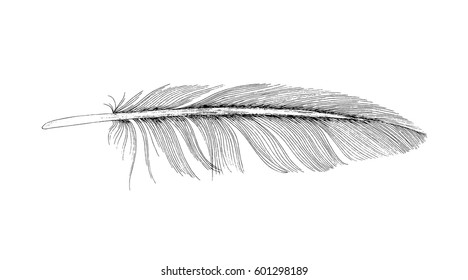 Feather ink sketch. Isolated on white background. Vector illustration for your design