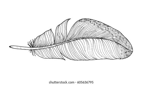 Feather ink sketch. Isolated on white background. Vector illustration for your design