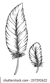 feather isolated