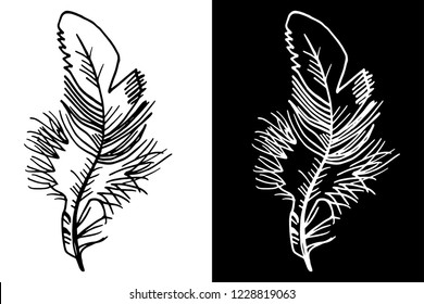 feather isolated hand drawn sketch