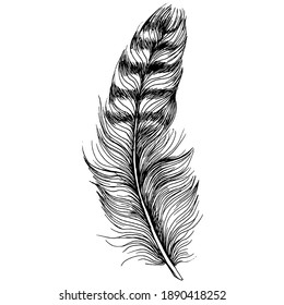 Feather isolated illustration element. Vector feather for background, texture, wrapper pattern, frame or border.