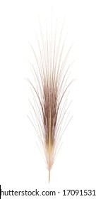 Feather isolated on the white background