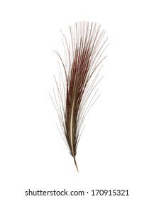 Feather isolated on the white background
