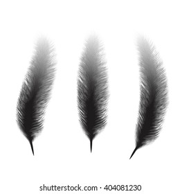 Feather isolated on white background