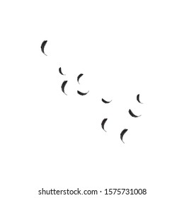 feather logo stock illustrator design