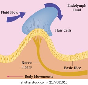 feather movements in the ampulla 
Ampulla
Ear Balance