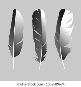 feather on background vectror images