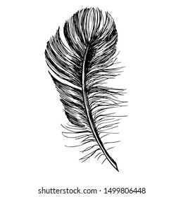 Feather on white background. Hand drawn sketch style. 