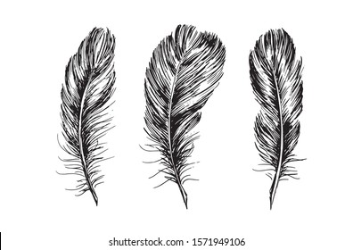 Feather on white background. Hand drawn illustration.
