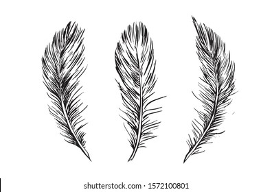 Feather on white background. Hand drawn illustration.