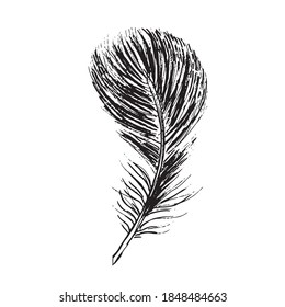 Feather on white background. Hand drawn sketch style.	