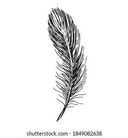 Feather on white background. Hand drawn sketch style.	