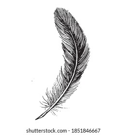 Feather on white background. Hand drawn sketch style.	