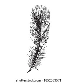 Feather on white background. Hand drawn sketch style.	