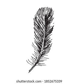 Feather on white background. Hand drawn sketch style.	